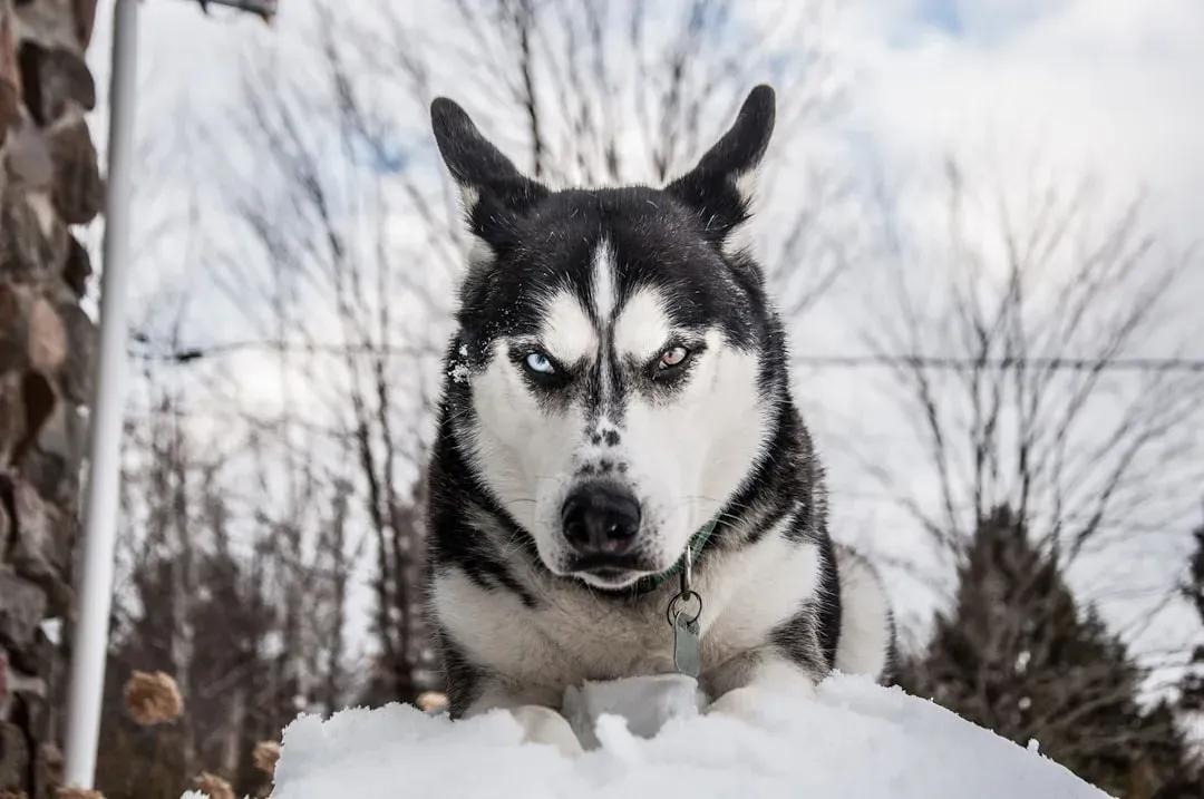Why Angry Human Faces Feel Aversive to Dogs (Image Credits: Unsplash)