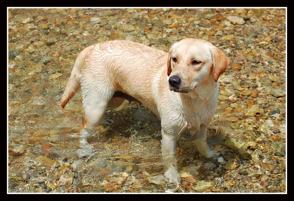 Labrador Retriever (Kevin Rodriguez Ortiz, Flickr, CC BY 2.0)