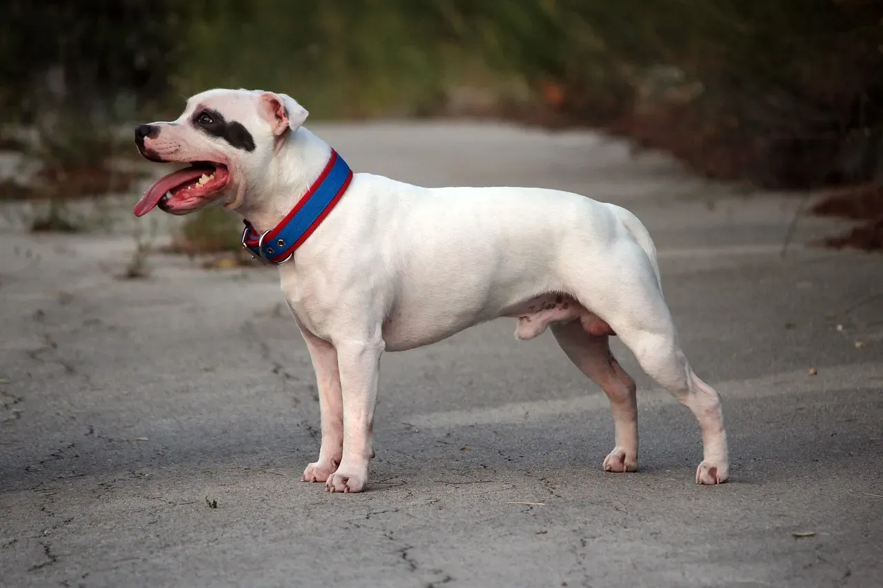 2. Staffies Are Emotionally Tuned In Like Few Other Breeds (Image Credits: Pixabay)