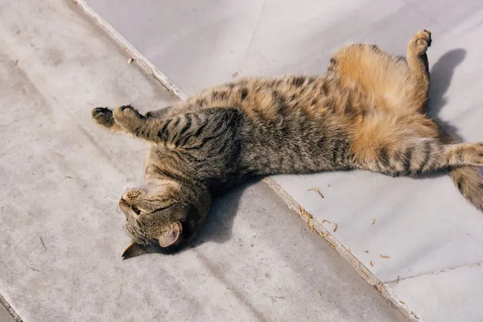 #8: Exposing the Belly (Image Credits: Pexels)