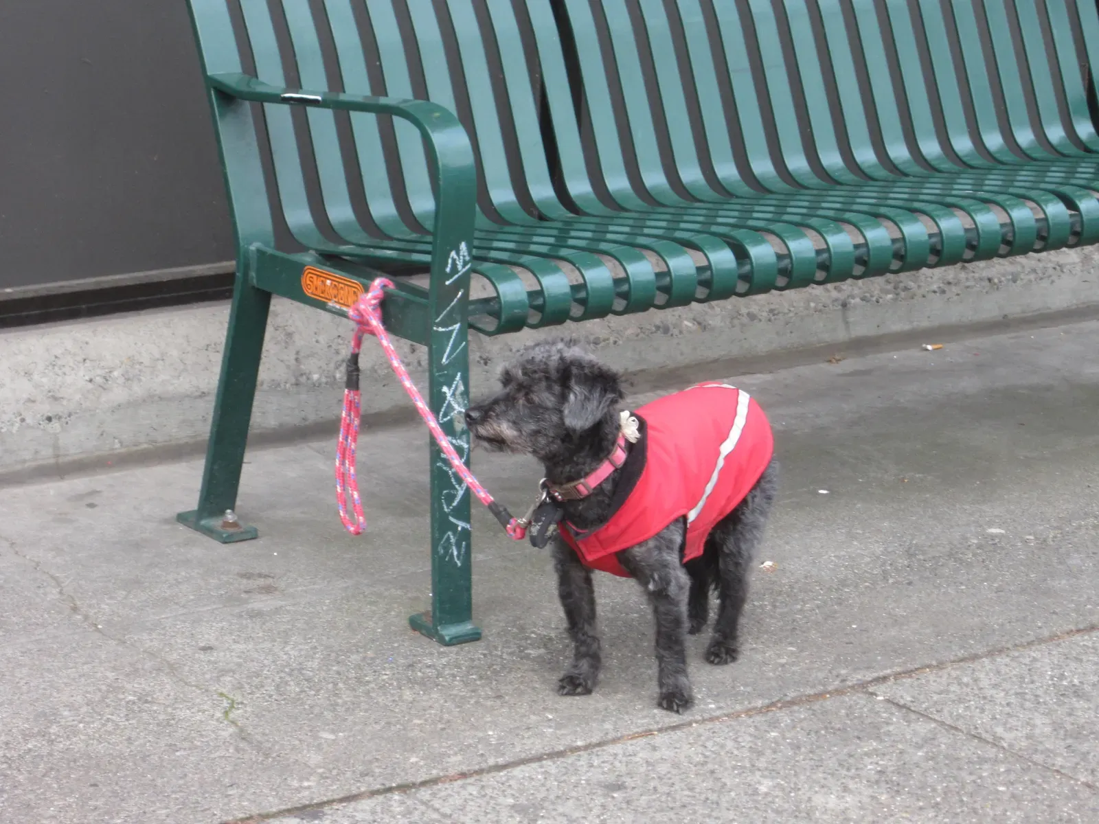 #4 - How the Dog Handles Unfamiliar Ground (little dog waiting, CC BY-SA 2.0)