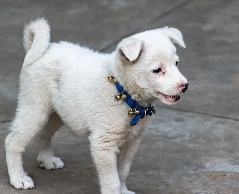 #10 - The Soundtrack: Paws, Collars, and Middle-of-the-Night Clicks (Image Credits: Pexels)