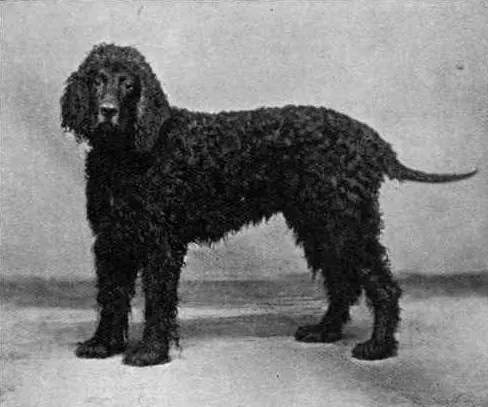 Irish Water Spaniel: The Curly-Coated Clown of the Water (Image Credits: Wikimedia)