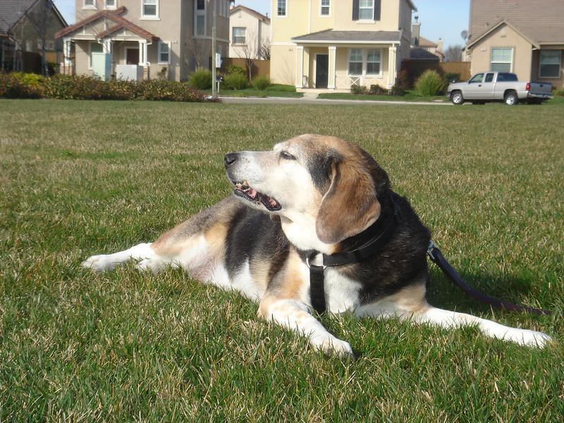 #8. Beagle (Image Credits: Flickr)