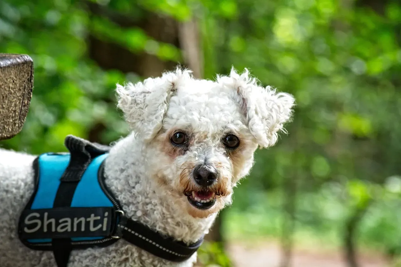 Bichon Frise: The Cheerful Mood Booster (Image Credits: Pixabay)