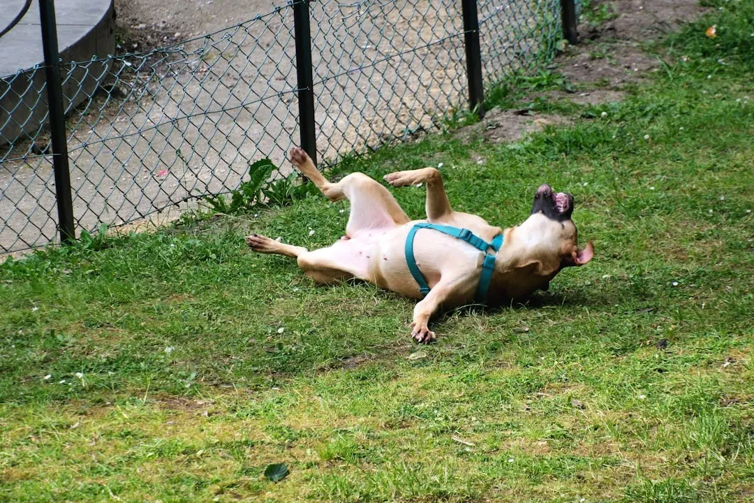 5. Deceiving or Tricking Them Repeatedly (Image Credits: Unsplash)