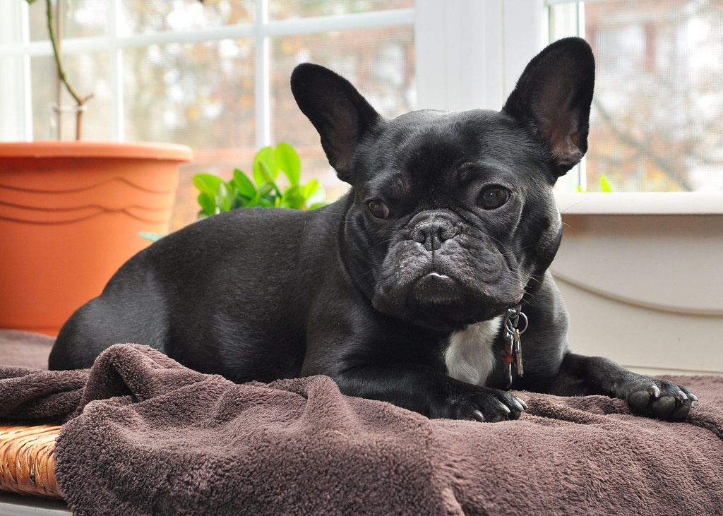 11. French Bulldog - The Attention Seeker (AVOID) (Image Credits: Flickr)