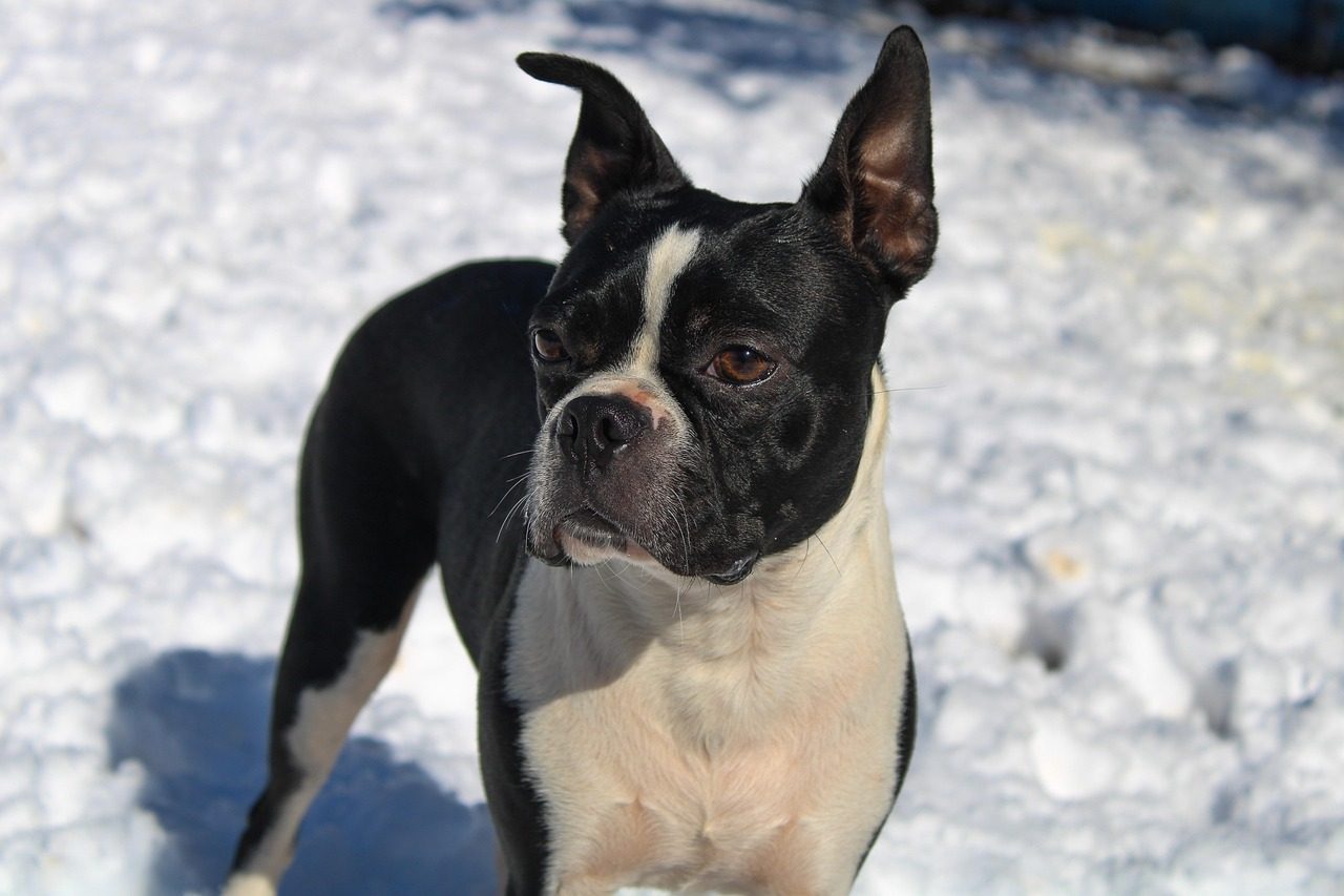 Boston Terrier (Image Credits: Pixabay)