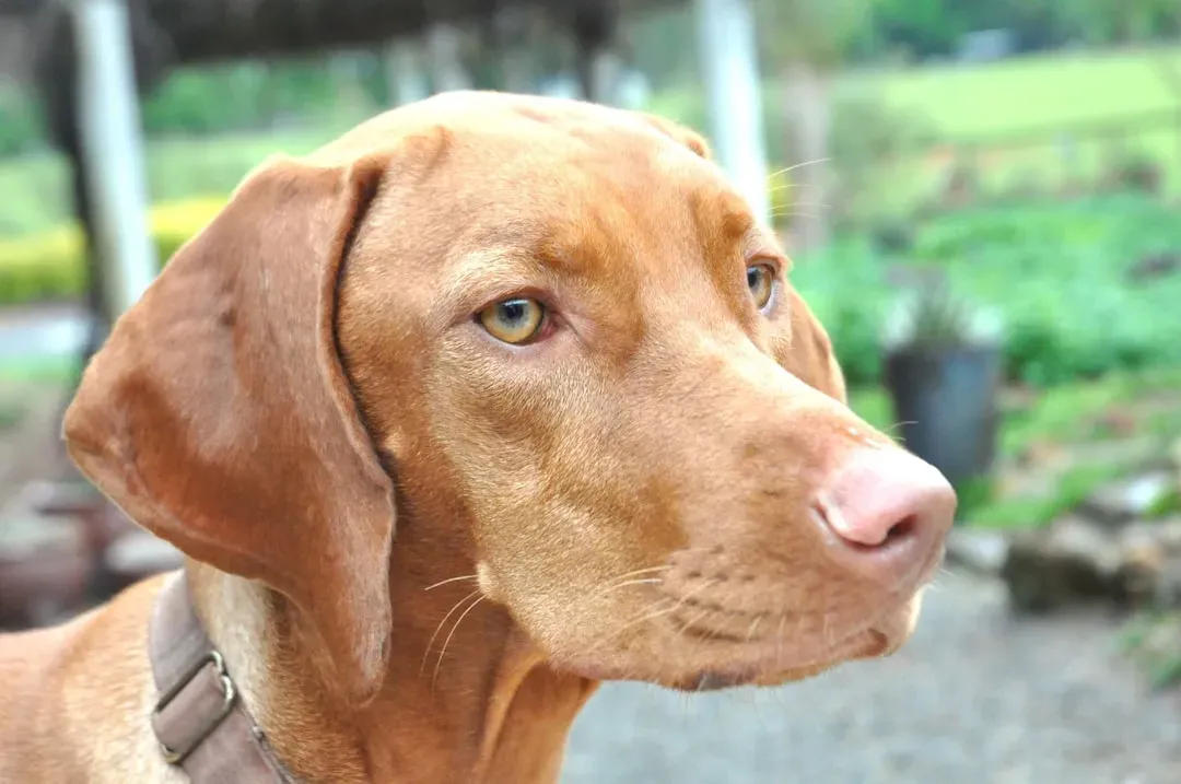 4. Vizsla (Image Credits: Unsplash)