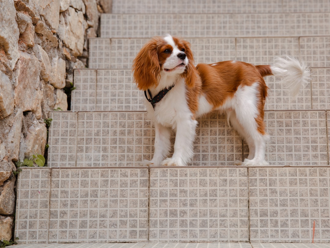 Cavalier King Charles Spaniel: The Gentle Hearted Companion (Image Credits: Unsplash)