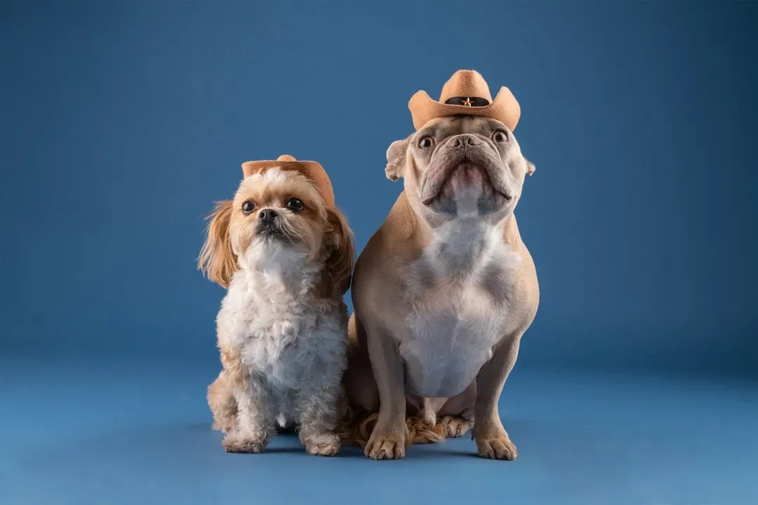 Conclusion: The Right Dog for the Texas Life You're Living (Image Credits: Unsplash)