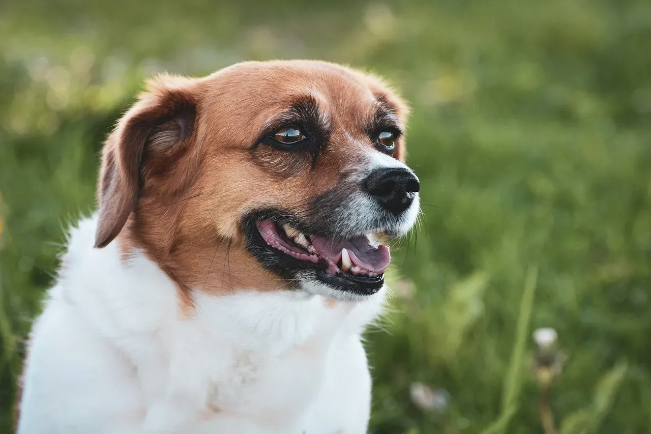 Mixed Breed Dogs (Image Credits: Pixabay)