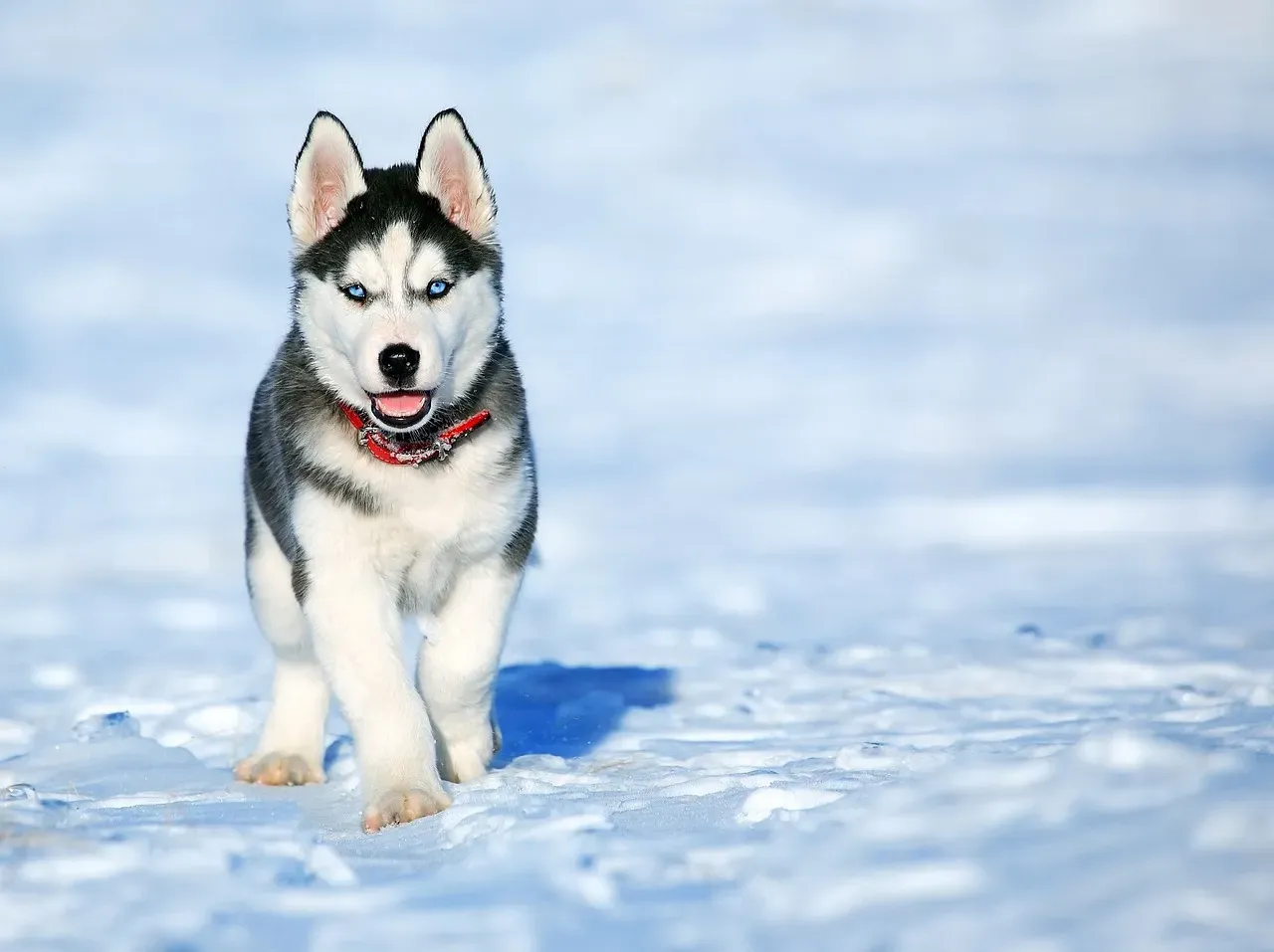 Conclusion – Matching the Dog to the Winter, Not the Other Way Around (Image Credits: Pixabay)