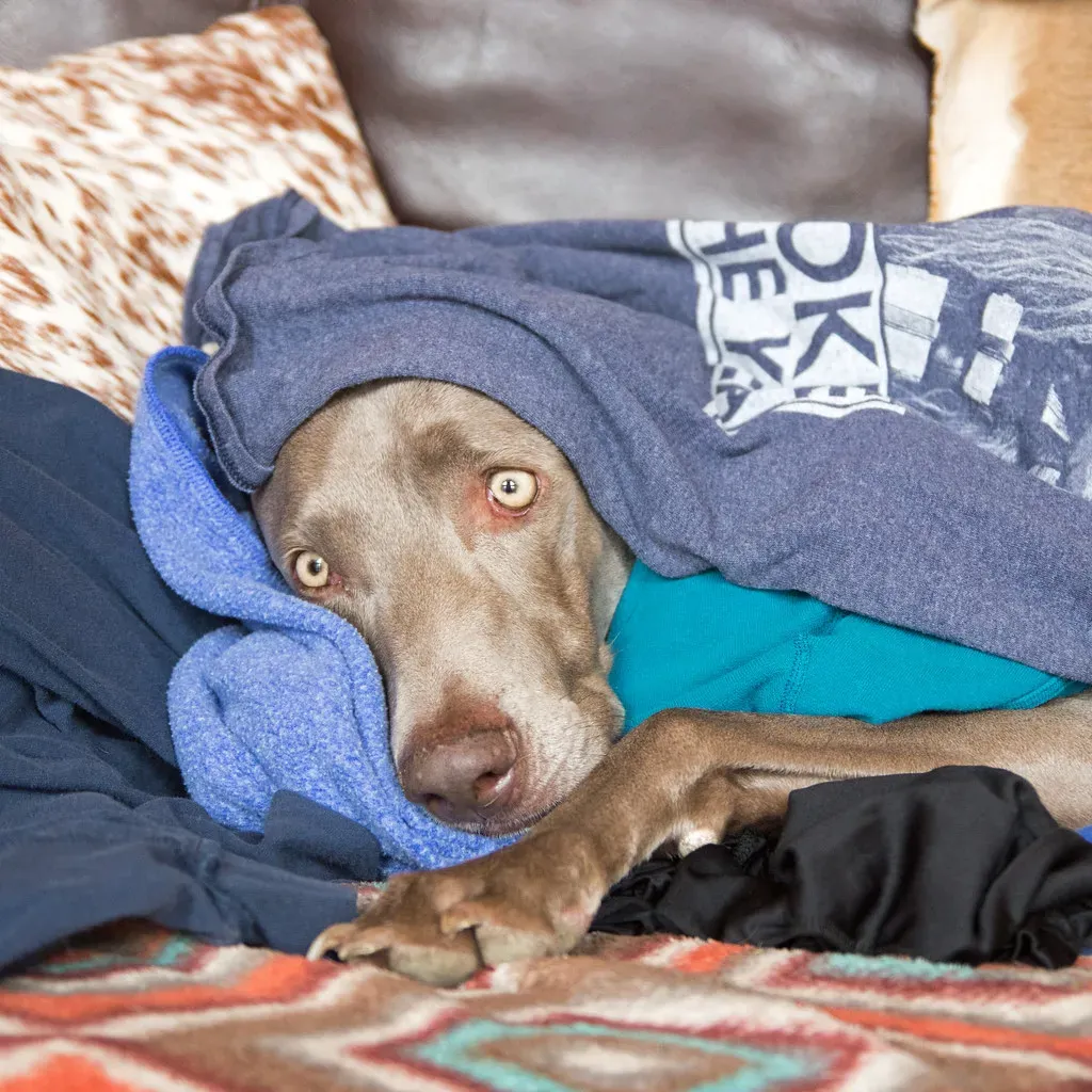 That Stolen Sock and Why It's Actually Love (Image Credits: Flickr)