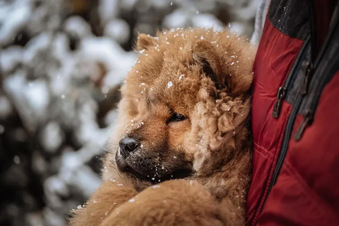 8. Chow Chow: A Lion’s Mane in the Wrong Climate (Image Credits: Unsplash)