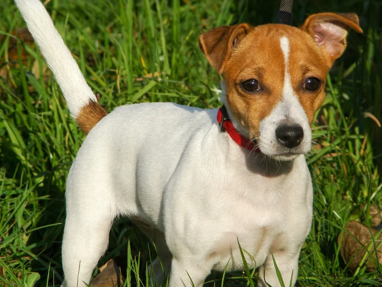 Jack Russell Terrier: The Pocket-Sized Firecracker (Image Credits: Pixabay)
