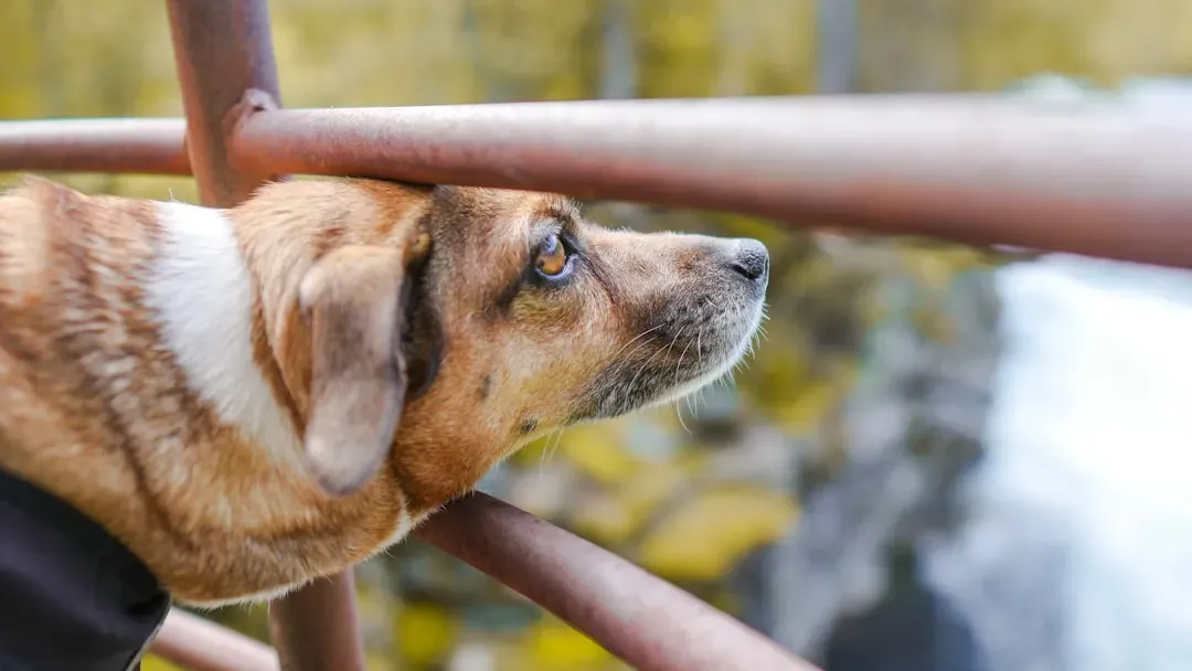 Common Triggers: When and Why Dogs Lean for Stress Relief (Image Credits: Unsplash)