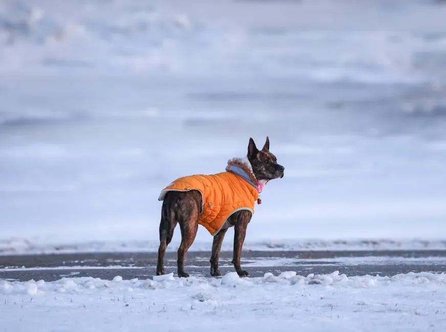 Why Some Dogs Simply Aren't Wired for Winter (Image Credits: Pexels)