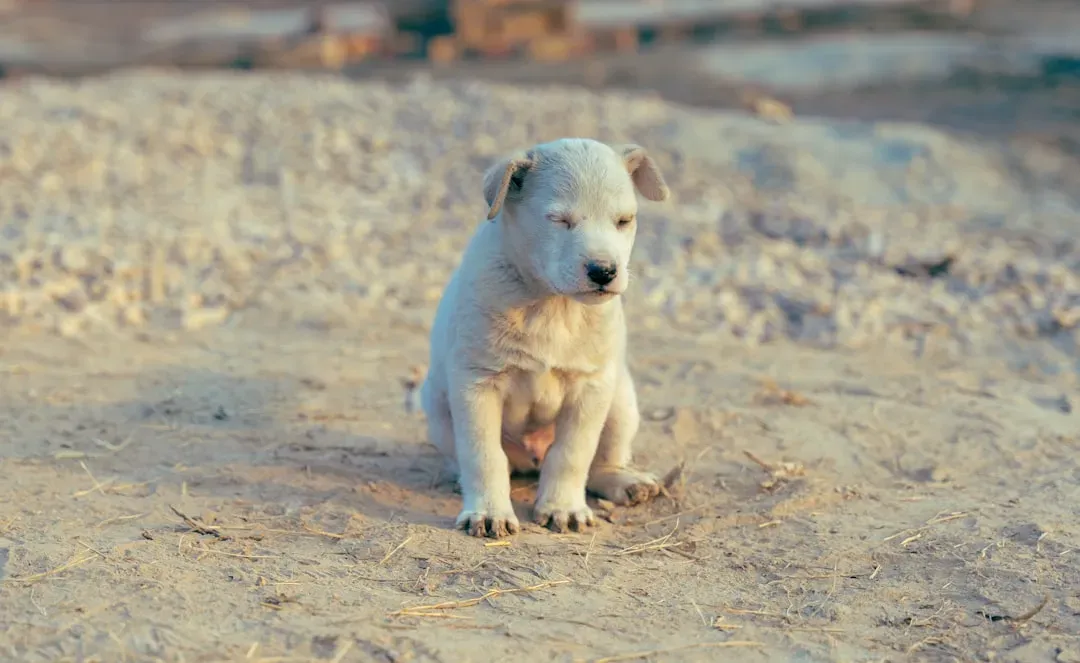 Alone Time Is a Necessary Skill, Not Abandonment (Image Credits: Unsplash)