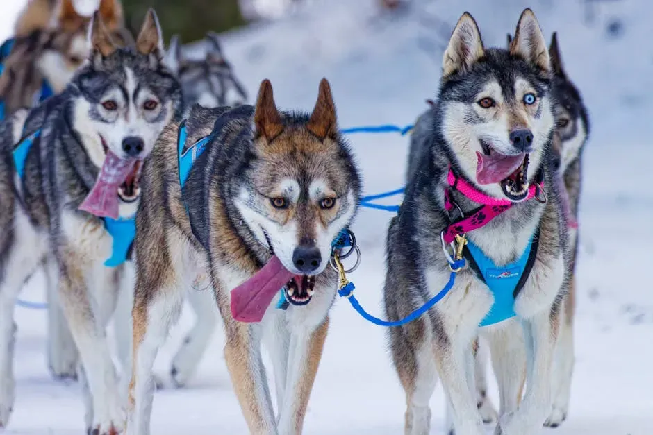 Exercise, Activity, and the Working Dog Mindset (Image Credits: Pexels)