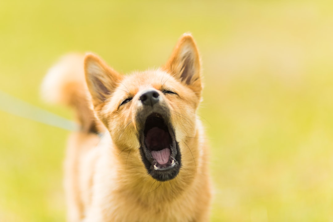 Understanding Why Dogs Bark is the First Step (Image Credits: Unsplash)