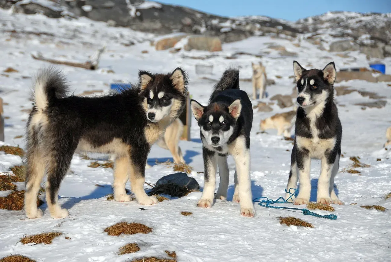 4. Greenland Dog: A Polar Workhorse (Image Credits: Pixabay)