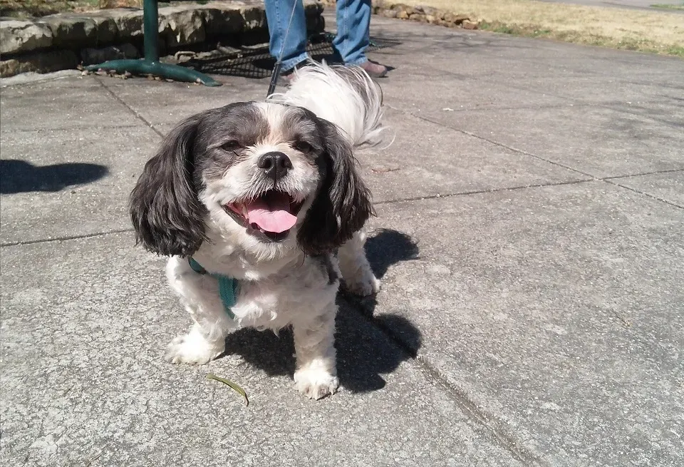 #1 - Your Dog Is Making an Emotion-Based Snap Judgment… And Sometimes They're Not Wrong (NPGallery, Public domain)