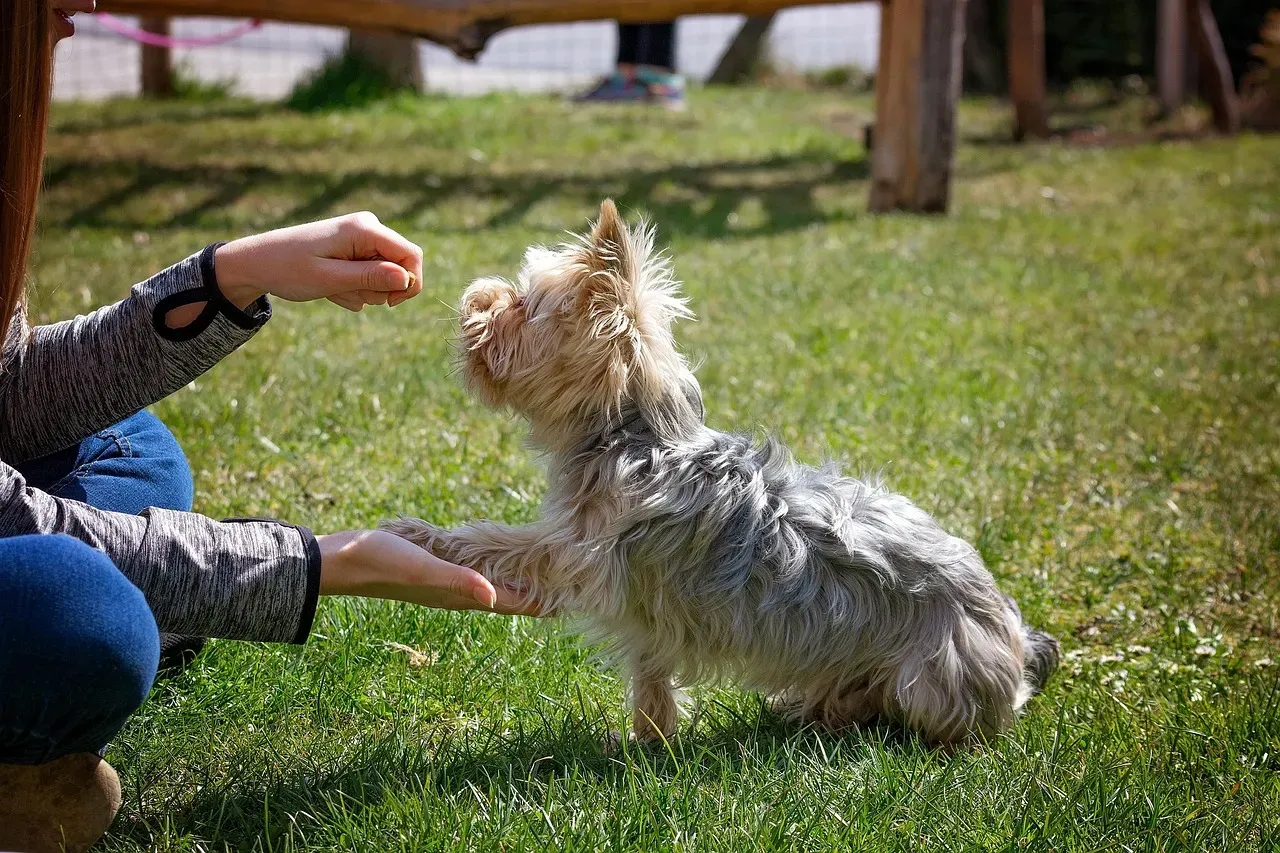 #10 - Letting Small Dogs "Rule the House" Because They're Tiny (Image Credits: Pixabay)