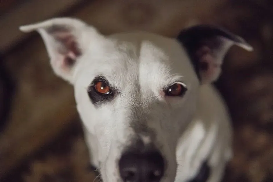 When the Look Signals Curiosity or Caution (Image Credits: Pexels)
