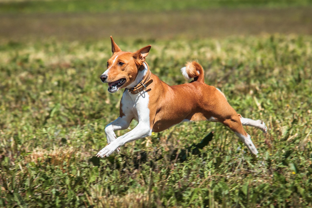 Basenji: The African Hunting Companion (Image Credits: Pixabay)