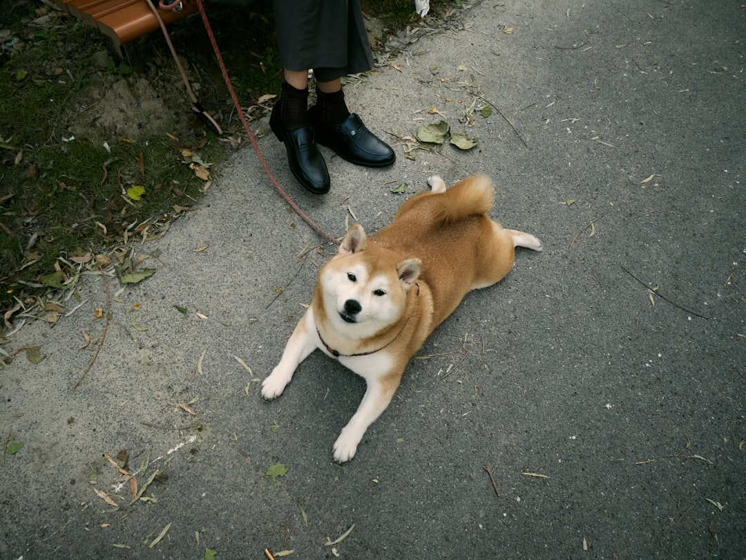Shiba Inu: The Self-Assured Independent (Image Credits: Unsplash)