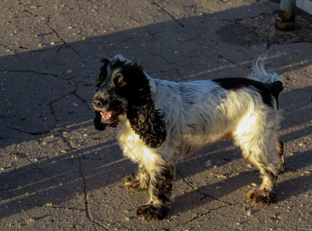 9 - Cocker Spaniel: The Shadow Follower (Image Credits: Unsplash)