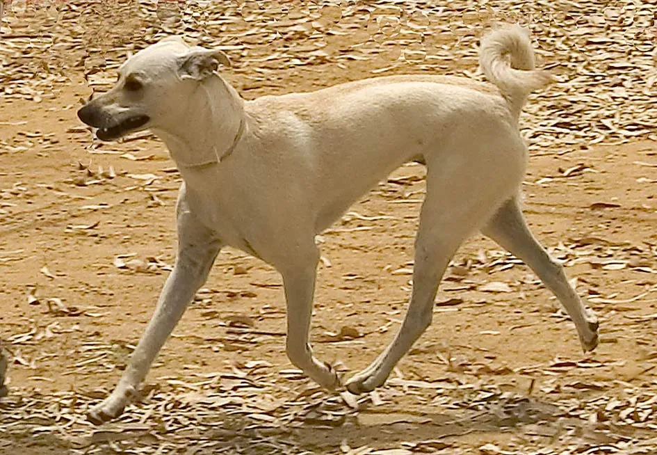 Taurus: The Cretan Hound (CC BY-SA 3.0)