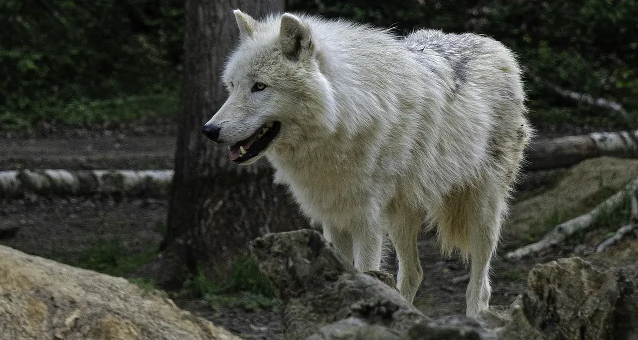 #9 Sagittarius (November 22 – December 21): The Arctic Wolf (Image Credits: Pixabay)