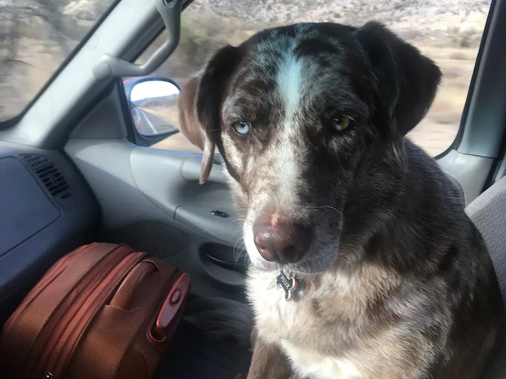 Misconception #5: A Dog's 