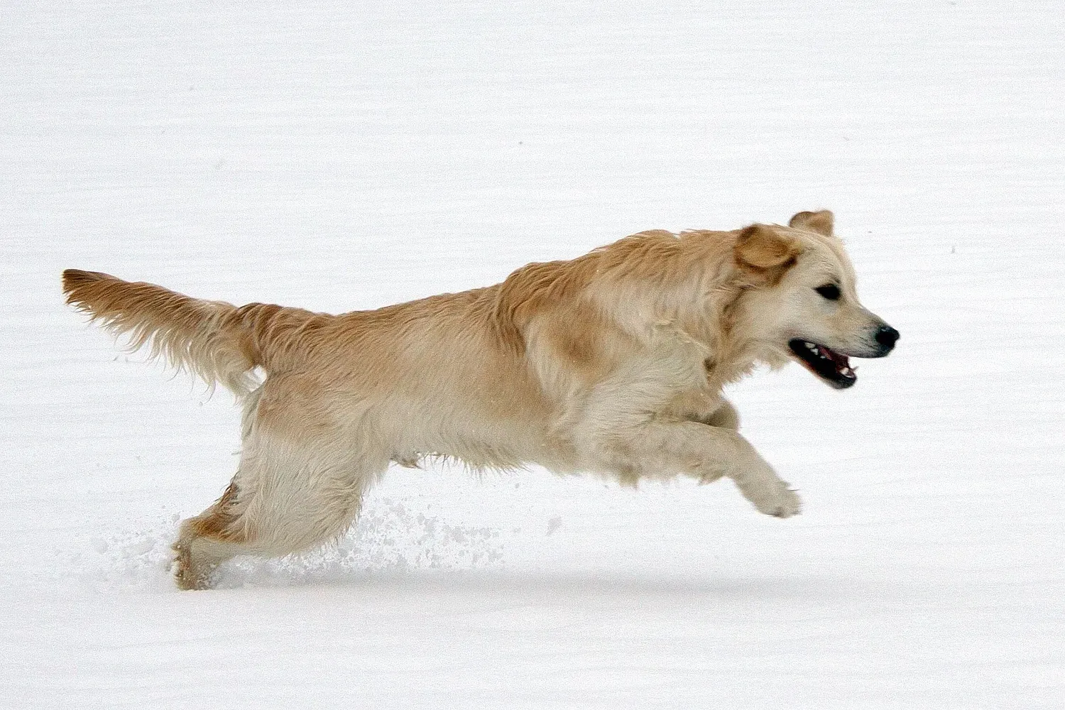 #8 - Being Startled by Sudden, Dramatic Zoomies O’Clock (Golden Retriever Carlos im Schnee, CC BY 2.0)