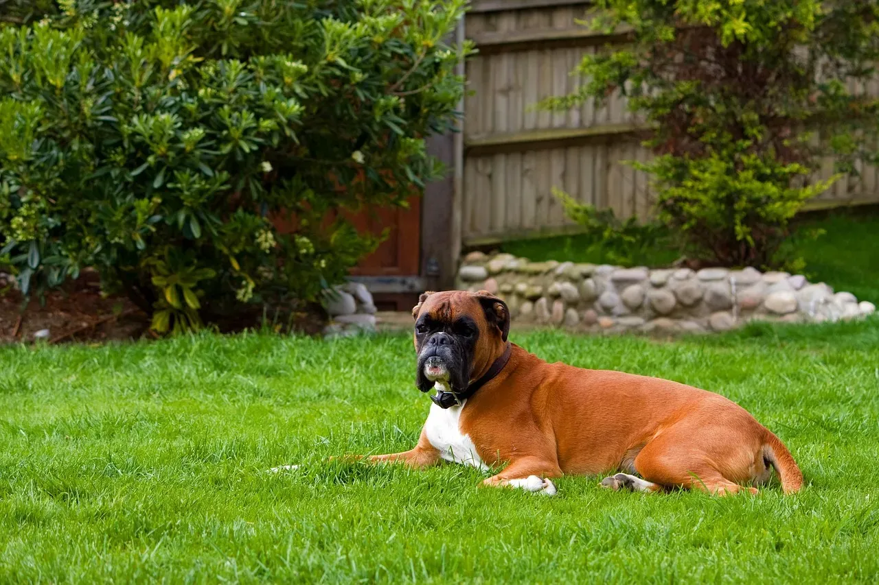 10. Boxer: The Energetic Florida Companion (Image Credits: Pixabay)