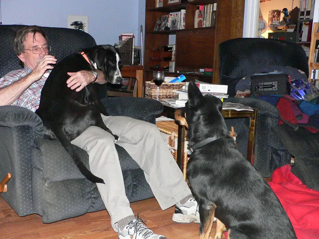 Great Danes: The Gentle Giants Who Think They're Lap Puppies (Image Credits: Flickr)