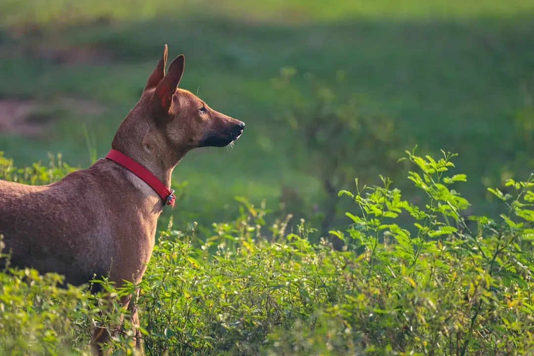 Libra: The Thai Ridgeback (Image Credits: Unsplash)