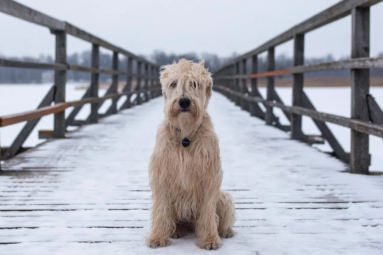 Withdrawal, Isolation, or Unusual Clinginess (Image Credits: Pixabay)