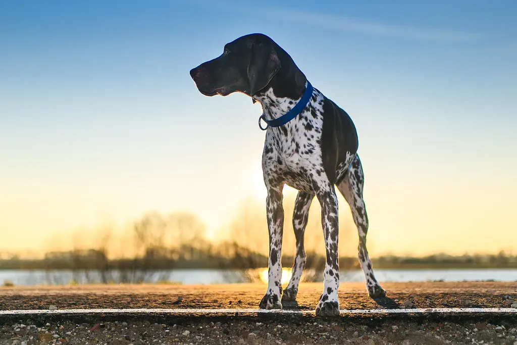 German Shorthaired Pointer (haroldmeerveld, Flickr, CC BY 2.0)