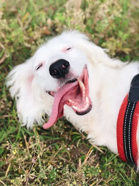 Conclusion: Life Is Just Better With a Goofy Dog (Image Credits: Pexels)