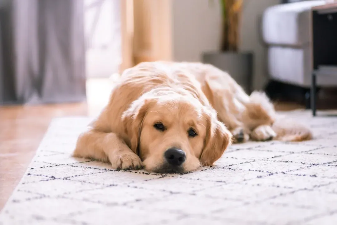 Golden Retriever: The Empath Who Feels Every Vibe (Image Credits: Unsplash)