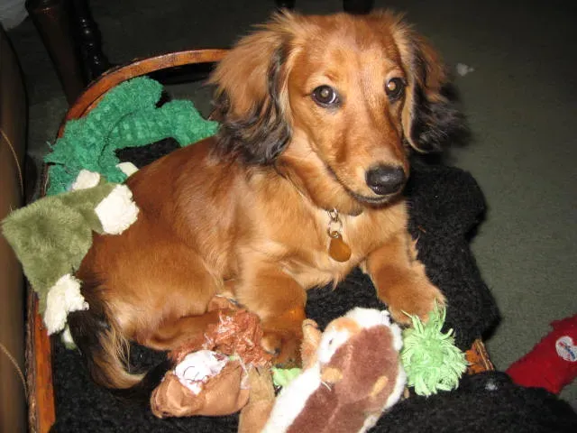 Dachshunds With Their Possessive Personalities (Image Credits: Wikimedia)