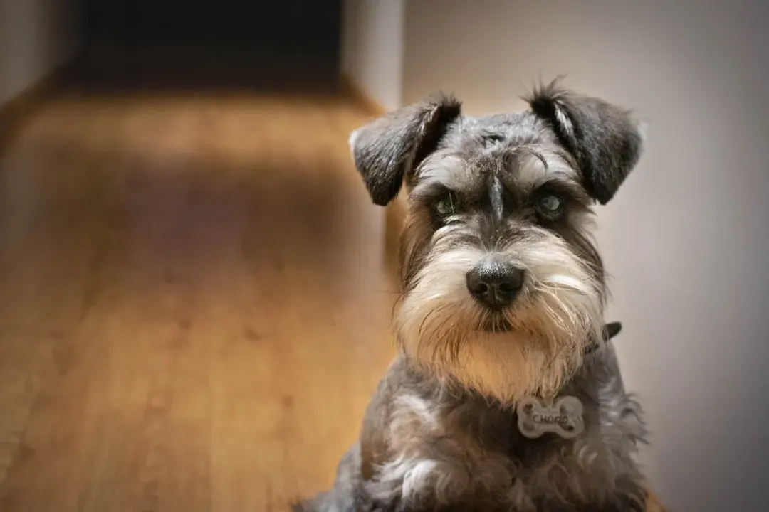 4. Miniature Schnauzer: The Mouthy Little Watchman (Image Credits: Unsplash)