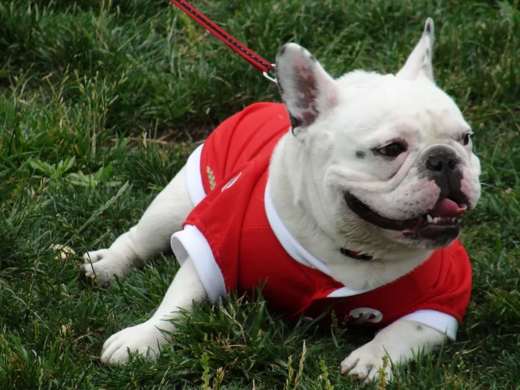 Neglecting to Pick Up After Your Dog (Image Credits: Flickr)