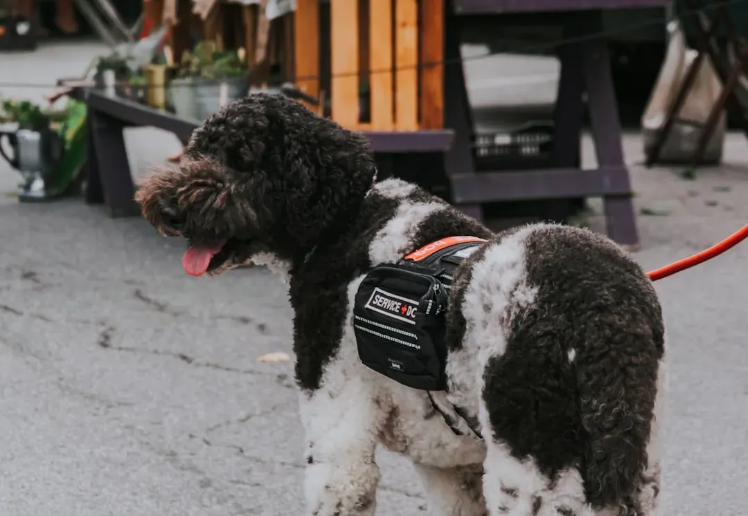 Conclusion: Your Dog May Know Before You Do (Image Credits: Unsplash)
