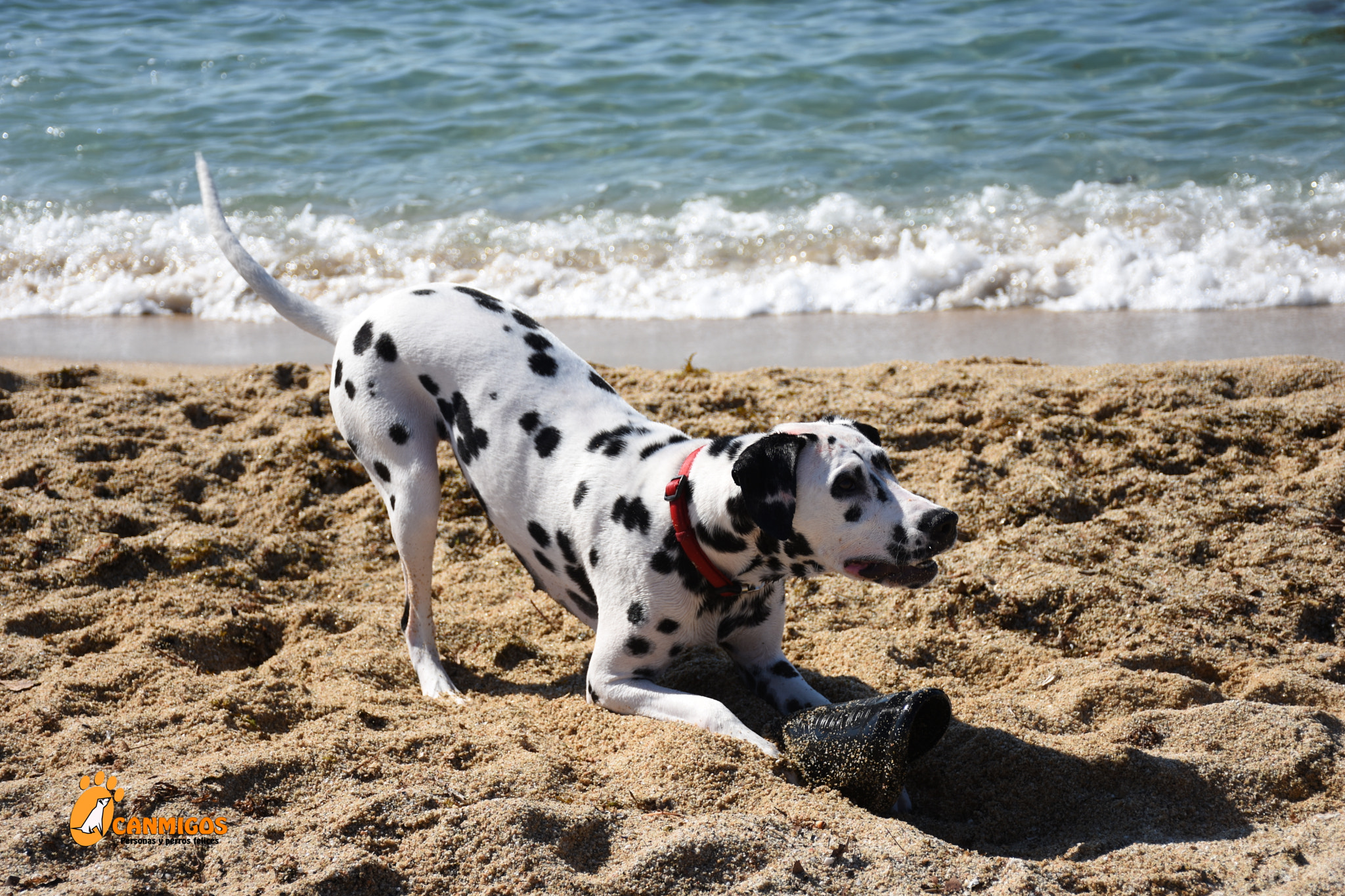 Dalmatians - The Spotted Beach Runner (Image Credits: Wikimedia)