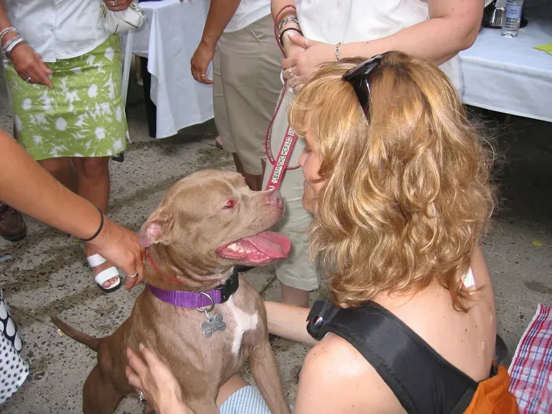 7. American Pit Bull Terrier and Pit Bull Mixes: Misunderstood, Loving, and Common in Shelters (Martha Garvey, Flickr, CC BY 2.0)