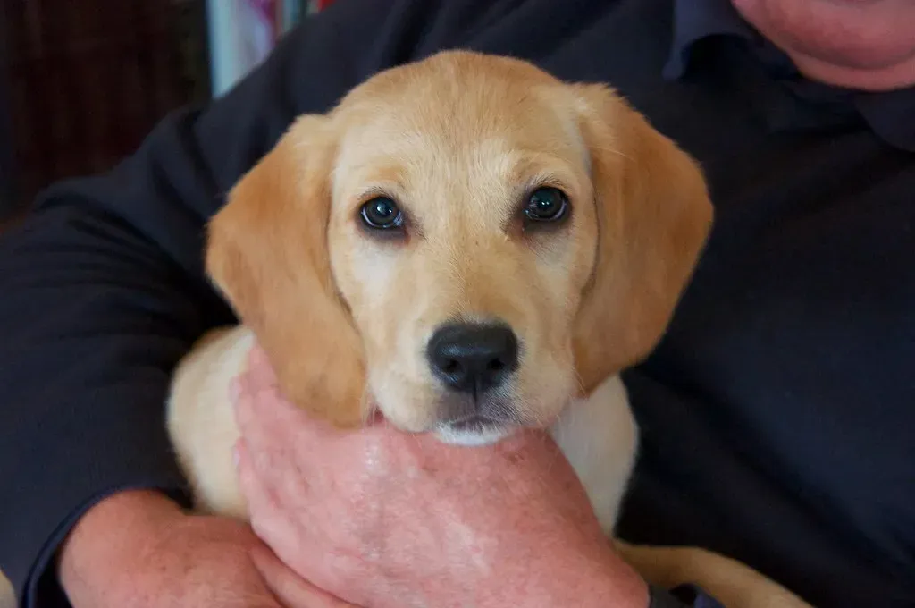 Autumn Puppies: September, October, November (Image Credits: Flickr)